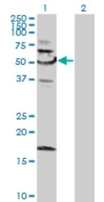 Western Blot: SNX4 Antibody [H00008723-B01P] - Analysis of SNX4 expression in transfected 293T cell line by SNX4 polyclonal antibody.  Lane 1: SNX4 transfected lysate(49.5 KDa). Lane 2: Non-transfected lysate.