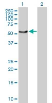 Western Blot: SNX4 Antibody [H00008723-D01P] - Analysis of SNX4 expression in transfected 293T cell line by SNX4 polyclonal antibody.Lane 1: SNX4 transfected lysate(51.90 KDa).Lane 2: Non-transfected lysate.
