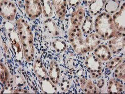 Immunohistochemistry-Paraffin: SNX8 Antibody (1E5) [NBP2-03367] - Staining of paraffin-embedded Human Kidney tissue using anti-SNX8 mouse monoclonal antibody.