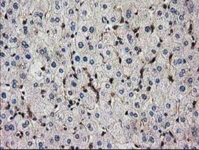 Immunohistochemistry-Paraffin: SNX8 Antibody (1E5) [NBP2-03367] - Staining of paraffin-embedded Human liver tissue using anti-SNX8 mouse monoclonal antibody.