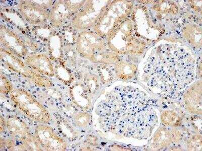 Immunohistochemistry-Paraffin: SNX8 Antibody [NB100-1363] - Staining of Human Kidney. Steamed antigen retrieval with Tris/EDTA buffer pH 9, HRP-staining.  
