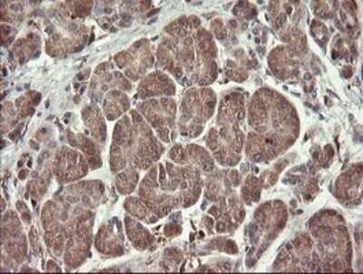 Immunohistochemistry: SNX8 Antibody (OTI1A1) - Azide and BSA Free [NBP2-74265] - Analysis of Human pancreas tissue.
