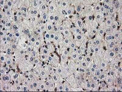 Immunohistochemistry: SNX8 Antibody (OTI1E5) - Azide and BSA Free [NBP2-74266] - Staining of paraffin-embedded Human liver tissue using anti-SNX8 mouse monoclonal antibody.