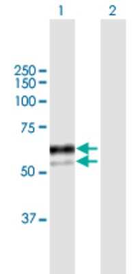 Western Blot: SNX8 Antibody [H00029886-B01P] - Analysis of SNX8 expression in transfected 293T cell line by SNX8 polyclonal antibody.  Lane 1: SNX8 transfected lysate(51.15 KDa). Lane 2: Non-transfected lysate.