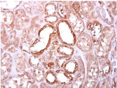 Immunohistochemistry-Paraffin: SOCS-4 Antibody [NBP1-31007] - Sample: Paraffin-embedded human normal kidney. SOCS4 antibody C-term diluted at 1:500.