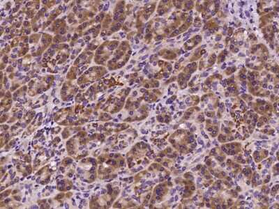 Immunohistochemistry-Paraffin: SOCS-4 Antibody [NBP2-98875] - Immunochemical staining of human SOCS-4 in human pancreas with rabbit polyclonal antibody (1:2000, formalin-fixed paraffin embedded sections).