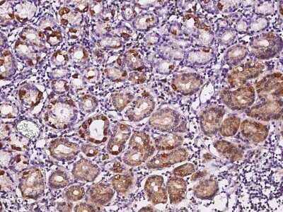 Immunohistochemistry-Paraffin: SOCS-4 Antibody [NBP2-98875] - Immunochemical staining of human SOCS-4 in human stomach with rabbit polyclonal antibody (1:2000, formalin-fixed paraffin embedded sections).