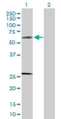 Western Blot: SOCS-4 Antibody [H00122809-D01P] - Analysis of SOCS4 expression in transfected 293T cell line by SOCS4 polyclonal antibody.Lane 1: SOCS4 transfected lysate(50.60 KDa).Lane 2: Non-transfected lysate.