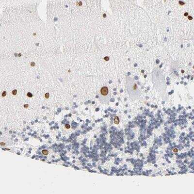 Immunohistochemistry-Paraffin: SOCS-7/Nck/NAP4 Antibody [NBP2-13363] - Staining of human cerebellum shows strong nuclear positivity in Purkinje cells, cells in molecular layer and cells in granular layer.