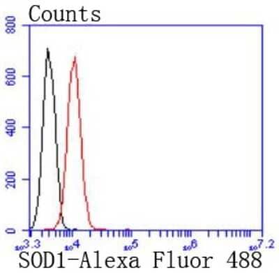 Flow Cytometry: SOD1/Cu-Zn SOD Antibody (JF1005) [NBP2-67158] - Analysis of Jurkat cells with SOD1 antibody at 1/50 dilution (red) compared with an unlabelled control (cells without incubation with primary antibody; black). Alexa Fluor 488-conjugated goat anti rabbit IgG was used as the secondary antibody.