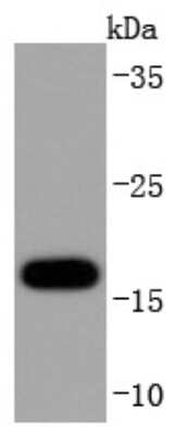 Western Blot: SOD1/Cu-Zn SOD Antibody (JF1005) [NBP2-67158] - Analysis of SOD1 on MCF-7 cells lysates using anti-SOD1 antibody at 1/1,000 dilution.