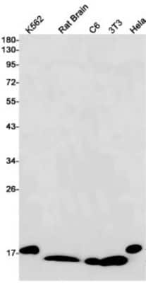 Western Blot: SOD1/Cu-Zn SOD Antibody (S07-1G6) [NBP3-14886] - Western blot detection of SOD1/Cu-Zn SOD in K562, Rat Brain, C6, 3T3, Hela cell lysates using SOD1/Cu-Zn SOD Rabbit mAb (1:1000 diluted). Predicted band size: 16kDa. Observed band size: 18kDa.