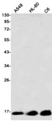 Western Blot: SOD1/Cu-Zn SOD Antibody (S08-5A5) [NBP3-20005] - Western blot detection of SOD1/Cu-Zn SOD in A549, HL-60, C6 using NBP3-20005 (1:1000 diluted)