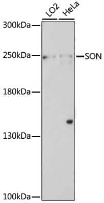 Western Blot: SON Antibody [NBP2-95174] - Analysis of extracts of various cell lines, using SON at 1:1000 dilution. Secondary antibody: HRP Goat Anti-Rabbit IgG (H+L) at 1:10000 dilution. Lysates/proteins: 25ug per lane. Blocking buffer: 3% nonfat dry milk in TBST. Detection: ECL Basic Kit . Exposure time: 8min.