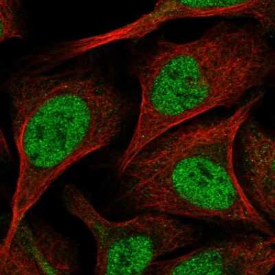 Immunocytochemistry/Immunofluorescence: SORBS2 Antibody [NBP1-88836] - Immunofluorescent staining of human cell line U-2 OS shows localization to nucleoplasm.