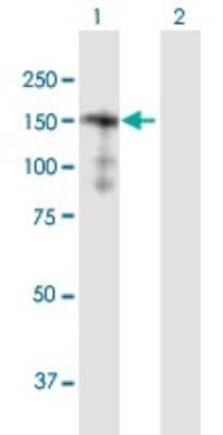 Western Blot SORBS2 Antibody