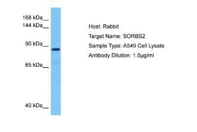 Western Blot: SORBS2 Antibody [NBP2-88336] - Host: Rabbit. Target Name: SORBS2. Sample Tissue: Human A549 Whole Cell lysates. Antibody Dilution: 1ug/ml