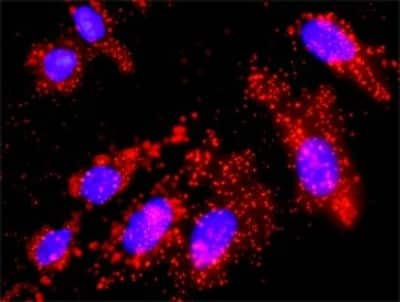 Proximity Ligation Assay: SOS1 Antibody (4C1) [H00006654-M01] - Analysis of protein-protein interactions between FGFR1 and SOS1. HeLa cells were stained with anti-FGFR1 rabbit purified polyclonal 1:1200 and anti-SOS1 mouse monoclonal antibody 1:50. Each red dot represents the detection of protein-protein interaction complex, and nuclei were counterstained with DAPI (blue).