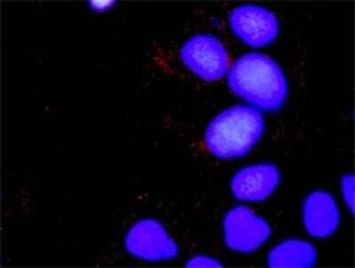 Proximity Ligation Assay: SOS1 Antibody (4C1) [H00006654-M01] - Analysis of protein-protein interactions between CRKL and SOS1. Huh7 cells were stained with anti-CRKL rabbit purified polyclonal 1:1200 and anti-SOS1 mouse monoclonal antibody 1:50. Each red dot represents the detection of protein-protein interaction complex, and nuclei were counterstained with DAPI (blue).