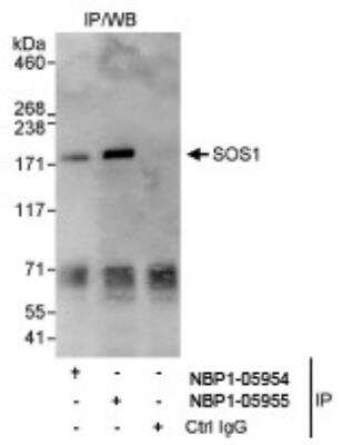 Immunoprecipitation: SOS1 Antibody [NBP1-05954] - Whole cell lysate (1 mg for IP, 20% of IP loaded) from HeLa cells.  Affinity purified rabbit anti-SOS1 antibody  used for IP at 3 mcg/mg lysate. SOS1 was also immunoprecipitated by rabbit anti-SOS1 antibody NBP1-05955, which recognizes a downstream epitope.