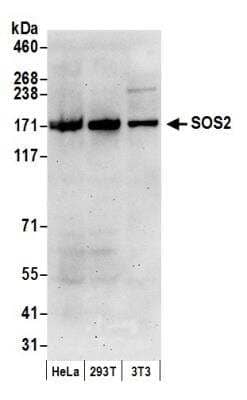 Western Blot: SOS2 Antibody [NBP1-05958] - Detection of Human and Mouse SOS2 by Western Blot. Samples: Whole cell lysate (50 ug) from HeLa, 293T, and mouse NIH3T3 cells prepared using NETN lysis buffer. Antibody: Affinity purified rabbit anti-SOS2 antibody NBP1-05958 used for WB at 0.1 ug/ml. Detection: Chemiluminescence with an exposure time of 75 seconds.