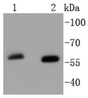 Western Blot: SOX10 Antibody (SN20-41) [NBP2-67724] - Analysis of SOX10 on different lysates using anti-SOX10 antibody at 1/1,000 dilution. Positive control: Lane 1: Mouse brain Lane 2: HepG2