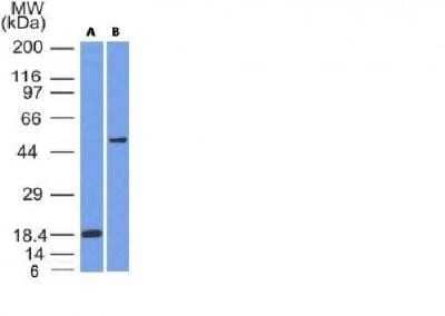Western Blot: SOX10 Antibody (SOX10/991 + SOX10/1074) - Azide and BSA Free [NBP2-47709] - (A) Recombinant protein (B) A375 Cell Lysate using SOX10 Monoclonal Antibody (SOX10/991 + SOX10/1074).