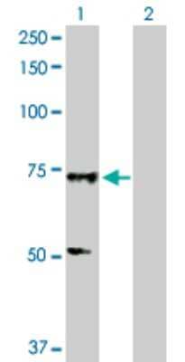 Western Blot: SOX13 Antibody [H00009580-D01P] - Analysis of SOX13 expression in transfected 293T cell line by SOX13 polyclonal antibody.Lane 1: SOX13 transfected lysate(69.20 KDa).Lane 2: Non-transfected lysate.
