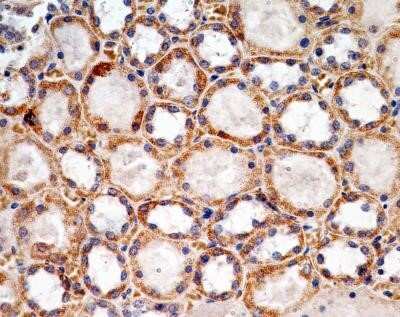 Immunohistochemistry: SOX2 Antibody (4G8) - Azide and BSA Free [NBP2-80957] - IHC-P analysis of SOX2 protein in a section of human kidney using 5 ug/ml concentration of SOX2 antibody (clone 4G8). The representative image shows distinct nuclear and cytoplasmic staining pattern in cells of different types of renal tubules and blood v