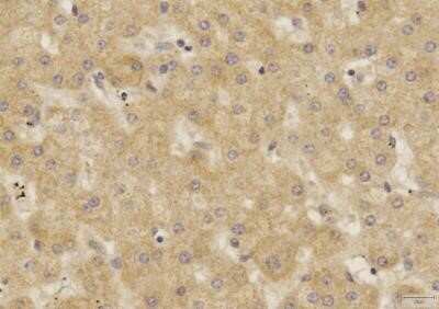 Immunohistochemistry-Paraffin: SOX2 Antibody (4G8) - Azide and BSA Free [NBP2-80957] - IHC analysis of formalin-fixed paraffin-embedded tissue section of normal human liver using mouse monoclonal SOX2 antibody (clone 4G8) at 5 ug/ml concentration. The liver section depicted a diffused cytoplasmic staining in the hepatocytes [Magnification 4