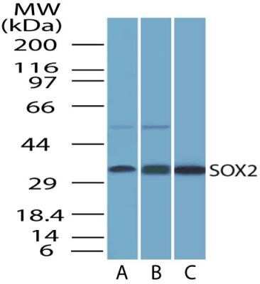 Western Blot: SOX2 Antibody (4G8) - Azide and BSA Free [NBP2-80957] - Western blot detection of SOX2 in A. HEK293 cell lysate B. NCCIT cell lysate and C. Full length recombinant protein. Image from the standard format of this antibody.