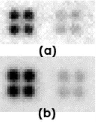 Dot Blot: SOX2 Antibody [29930002] - The anti-Sox2 antibody (right quadruplicate spots at each panel) or anti-c-Jun antibody (left quadruplicate spots at each panel) were printed on membranes at 10 ng/spot.  The membranes were incubated with biotinylated cell lysate (50 ug per membrane), followed by probing with streptavidin-HRP and CCD camera image acquisition.  (a), Cell lysate from undifferentiated mouse embryonic stem cells; (b), Cell lysate from differentiated mouse embryonic stem cells.  Data courtesy of a SDI customer.