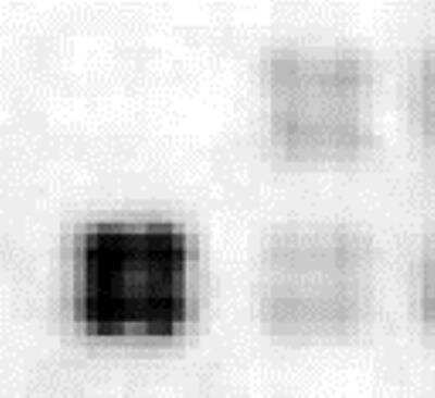 Dot Blot: SOX2 Antibody [29930002] - Protein samples (upper left quadruplicate spots: bovine gamma globulin; upper right quadruplicate spots: cell lysate from 293 cell over expressing Nanog; below left quadruplicate spots: cell lysate from 293 cell over expressing Sox2; below right quadruplicate spots: cell lysate from 293 cell over expressing POU5F1) were printed on membranes at 10 ng/spot.  The membrane was incubated with anti-Sox2 antibody (1:1000 dilution) and then probed anti-rabbit IgG-HRP.  Signals were acquired with a CCD camera.  Data courtesy of a SDI customer.