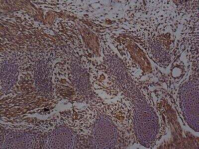 Immunohistochemistry-Paraffin: SOX2 Antibody [NBP2-27394] - Staining of SOX2 in mouse embryo using the SOX2 antibody at 1:50 (100x)