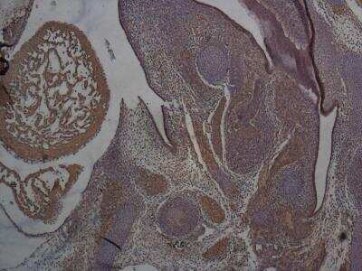 Immunohistochemistry-Paraffin: SOX2 Antibody [NBP2-27394] - Staining of SOX2 in mouse embryo using the SOX2 antibody at 1:50 (40x)