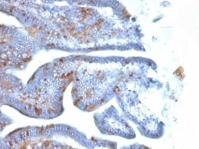 Immunohistochemistry-Paraffin: SOX2 Antibody (SOX2/1792) - Azide and BSA Free [NBP2-54593] - Formalin-fixed, paraffin-embedded Mouse Intestine stained with SOX2 Antibody (SOX2/1792).