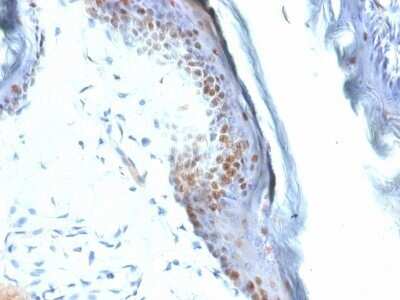 Immunohistochemistry-Paraffin: SOX2 Antibody (SOX2/1792) - Azide and BSA Free [NBP2-54593] - Formalin-fixed, paraffin-embedded Mouse Stomach stained with SOX2 Antibody (SOX2/1792).