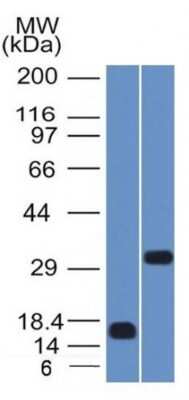 Western Blot: SOX2 Antibody (SOX2/1792) - Azide and BSA Free [NBP2-54593] - Western Blot of Recombinant SOX2 protein fragment and NCCIT cell lysate using SOX2 Antibody (SOX2/1792).