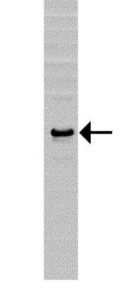 Western Blot: SOX2 Antibody [29930002] - Cell lysate from 293 over expressing SOX2 was subjected to SDS-PAGE and transfer to nitrocellulose membrane. The membrane was incubated with anti-SOX2 antibody (1:1000 dilution) and then probed with anti-rabbit IgG-HRP.  Signals were acquired with a CCD camera. Arrow points to SOX2.  Data courtesy of a SDI customer.