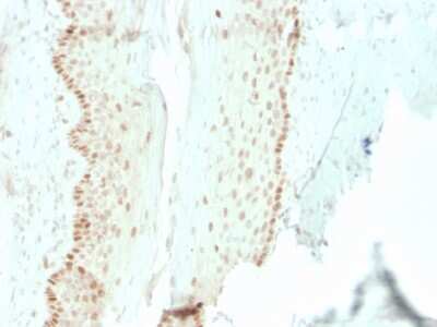 Immunohistochemistry-Paraffin: SOX2 Antibody (rSOX2/1792) [NBP3-07888] - Formalin-fixed, paraffin-embedded human cervix stained with SOX2 Recombinant Mouse Monoclonal Antibody (rSOX2/1792).