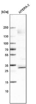 Western Blot: SOX21 Antibody (CL4681) [NBP2-59058] - Analysis in human cell line NTERA-2.