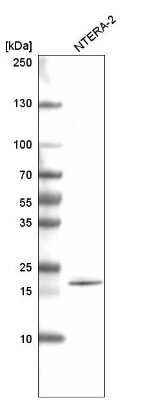 Western Blot: SOX21 Antibody (CL4688) [NBP2-59059] - Analysis in human cell line NTERA-2.