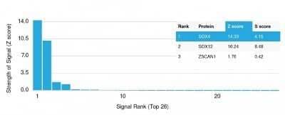 Protein Array: SOX4 Antibody (SOX4/2540) - Azide and BSA Free [NBP2-79903] - Analysis of Protein Array containing more than 19,000 full-length human proteins using SOX4 Antibody (SOX4/2540). Z- and S- Score: The Z-score represents the strength of a signal that a monoclonal antibody (MAb) (in combination with a fluorescently-tagged anti-IgG secondary antibody) produces when binding to a particular protein on the HuProt(TM) array. Z-scores are described in units of standard deviations (SD's) above the mean value of all signals generated on that array. If targets on HuProt(TM) are arranged in descending order of the Z-score, the S-score is the difference (also in units of SD's) between the Z-score. S-score therefore represents the relative target specificity of a MAb to its intended target. A MAb is considered to specific to its intended target, if the MAb has an S-score of at least 2.5.