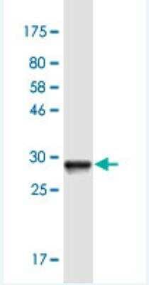 Western Blot: SOX5 Antibody (4H8) [H00006660-M01-100ug] - Detection against Immunogen (31.24 KDa