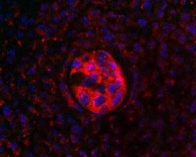 Immunocytochemistry/Immunofluorescence: SOX6 Antibody [NB110-59987] - Labeling for SOX6 in the notochord of 12 d.p.c. mouse embryos. Detection was done using anti-rabbit-Cy3 conjugated secondary antibodies (red fluorescence). Cell nuceli were counterstained with DAPI (blue fluorescence).