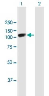 Western Blot: SOX6 Antibody [H00055553-B01P] - Analysis of SOX6 expression in transfected 293T cell line by SOX6 polyclonal antibody.  Lane1:SOX6 transfected lysate(91.08 KDa). Lane2:Non-transfected lysate.