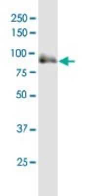 Western Blot: SOX6 Antibody [H00055553-B01P] - SOX6 MaxPab polyclonal antibody. Western Blot analysis of SOX6 expression in HeLa.