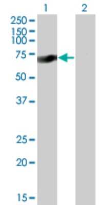 Western Blot: SOX9 Antibody (2A2) [H00006662-M01] - Analysis of SOX9 expression in transfected 293T cell line by SOX9 monoclonal antibody (M01), clone 2A2.Lane 1: SOX9 transfected lysate(63.639 KDa).Lane 2: Non-transfected lysate.
