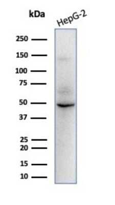 Western Blot: SOX9 Antibody (SOX9/2398) - Azide and BSA Free [NBP3-08399] - Western blot analysis of HepG2 cell lysate using SOX9 antibody (SOX9/2398).