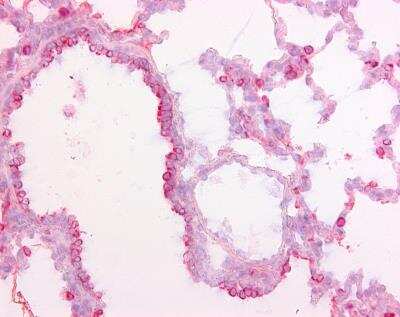 Immunohistochemistry-Paraffin: SP-D Antibody (1.7) [NBP1-41050] - Staining of frozen pig lung with Mouse anti pig Surfactant Protein D